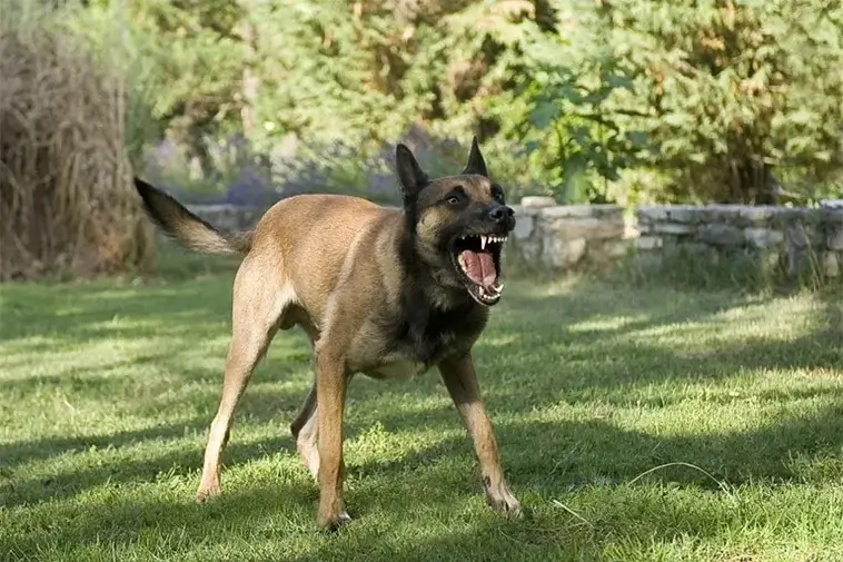 Sexåring skadades av hund – får 57 000 i skadestånd
