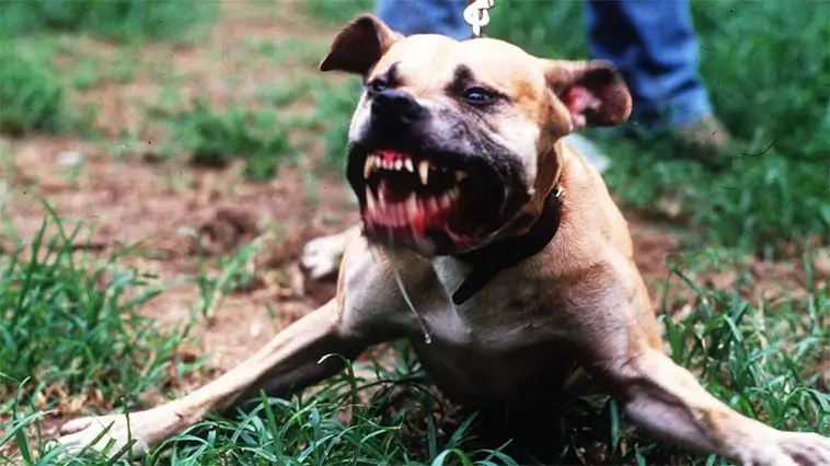 Storbritannien tar nya grepp mot hundattacker