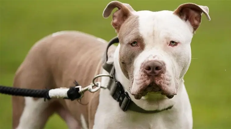 Storbritannien tar nya grepp mot hundattacker