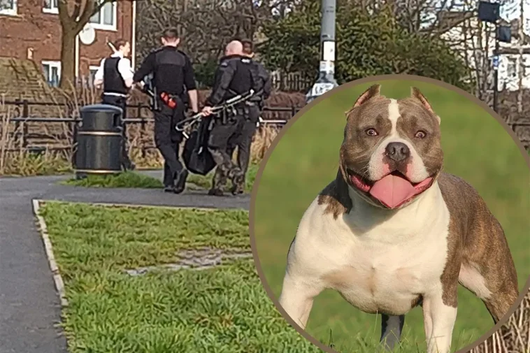 Storbritannien tar nya grepp mot hundattacker