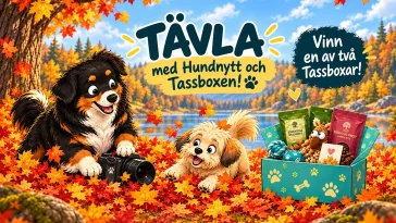 Tävla med Hundnytt och Tassboxen – vinn en box till din hund
