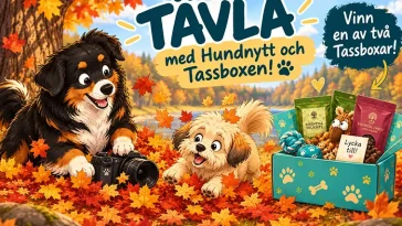 Tävla med Hundnytt och Tassboxen – vinn en box till din hund