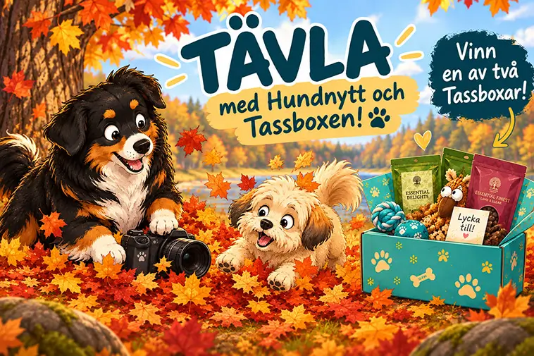 Tävla med Hundnytt och Tassboxen – vinn en box till din hund