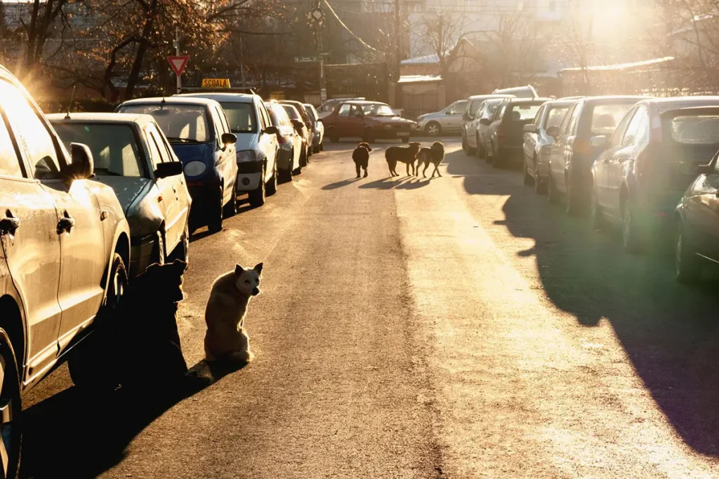 Här kastreras tiotusentals hundar – ska ersätta avlivningarna