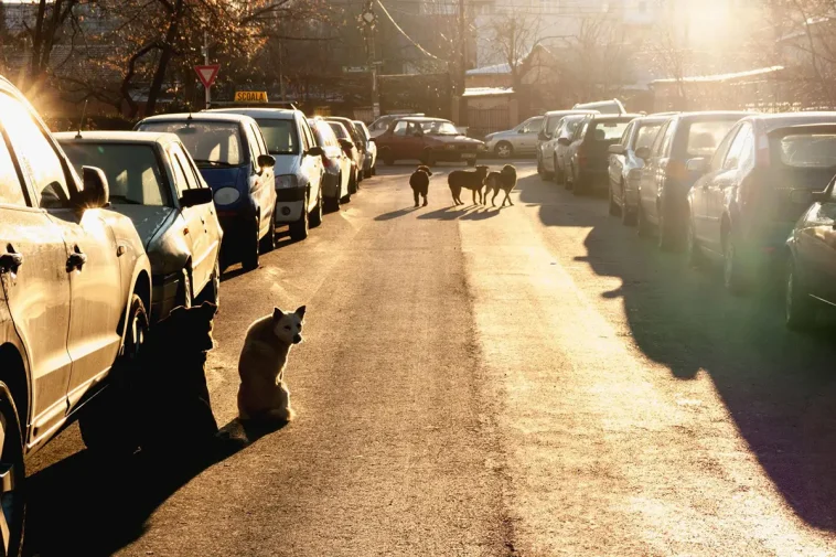 Här kastreras tiotusentals hundar – ska ersätta avlivningarna