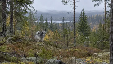 Två angrepp under älgjakten – en hund död, en skadad