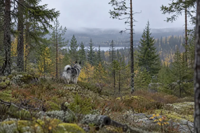 Två angrepp under älgjakten – en hund död, en skadad