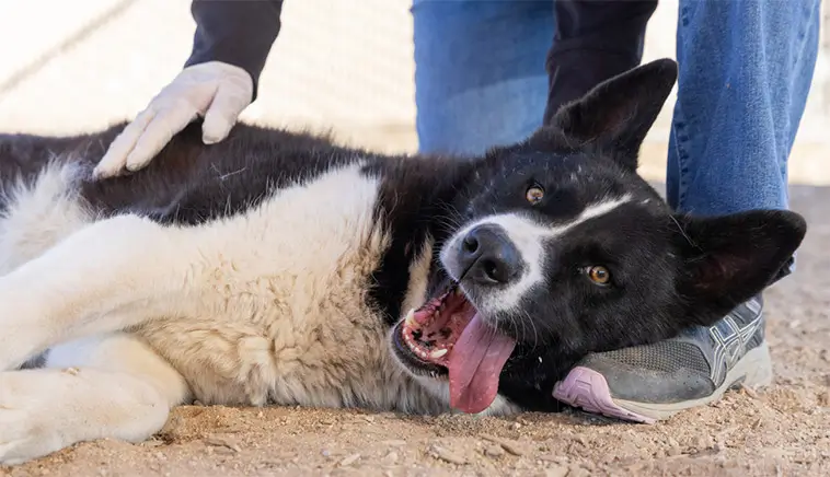 USA förbereder största förändringen av hundskyddet på över 30 år