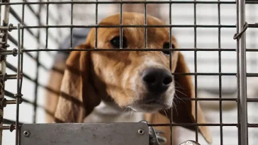 USA förbereder största förändringen av hundskyddet på över 30 år