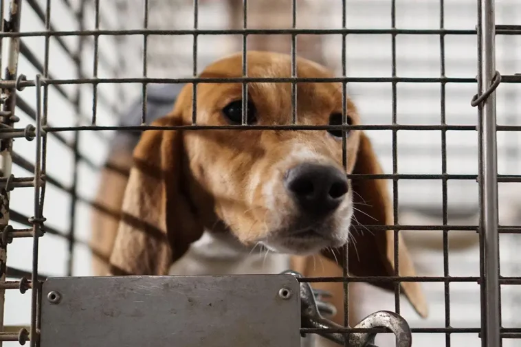 USA förbereder största förändringen av hundskyddet på över 30 år