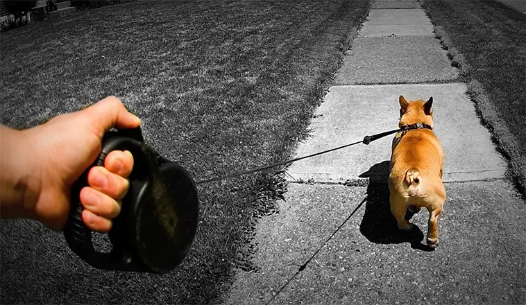 Varningen: Därför bör du undvika flexikoppel