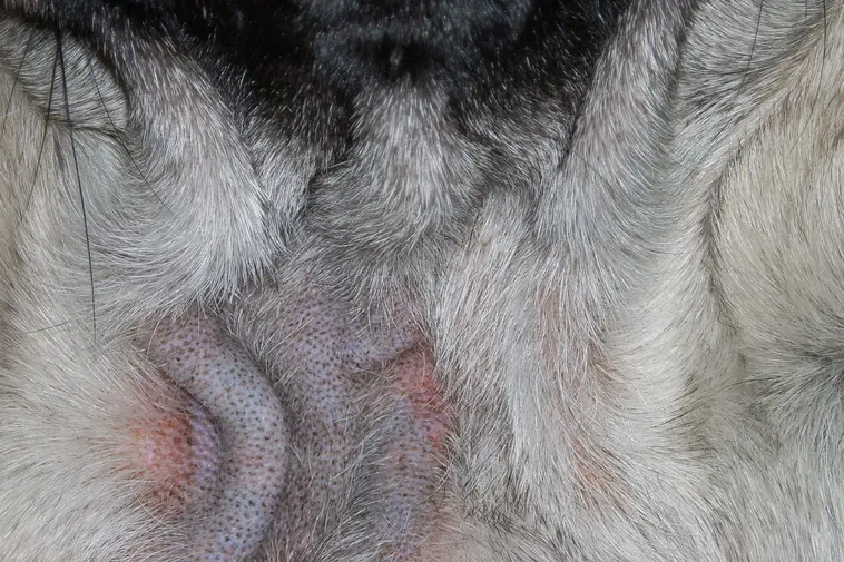 10 vanliga hälsoproblem hos Mops – symtom och råd
