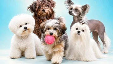 12 sällskapshundar för den sociala hundägaren