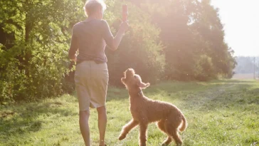 Från knähund till promenadkompis – 16 raser för seniorer