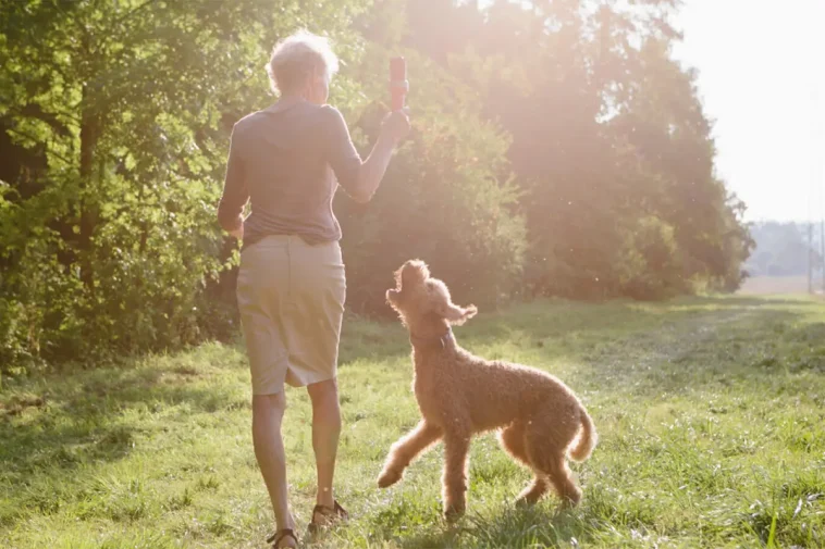 Från knähund till promenadkompis – 16 raser för seniorer