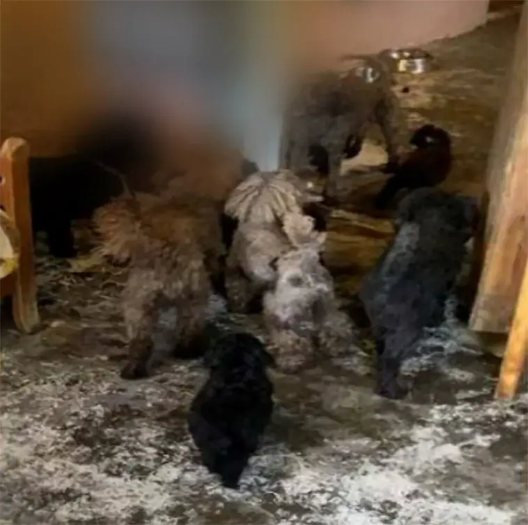 16 hundar ska ha vanvårdats – skadad valp avlivades