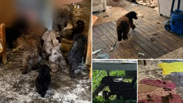 16 hundar ska ha vanvårdats – skadad valp avlivades