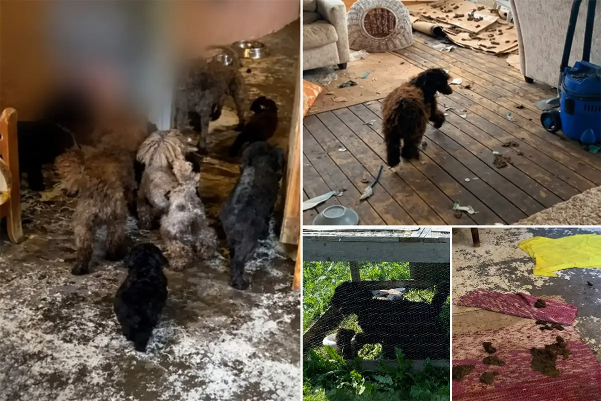 16 hundar ska ha vanvårdats – skadad valp avlivades