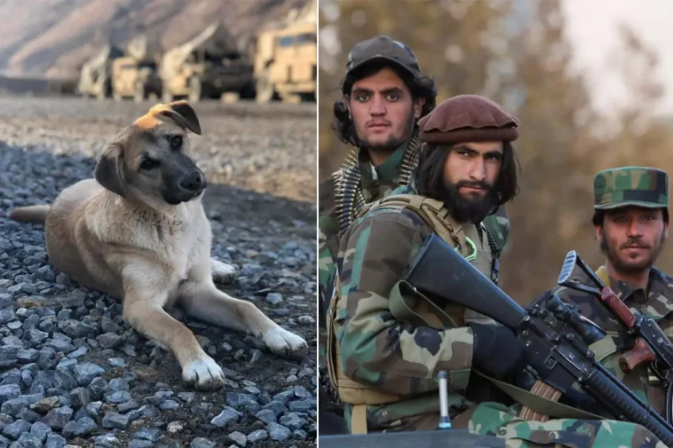 Uppgifter: 62 hundar sköts ihjäl under en natt