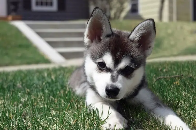 Allt om Alaskan Klee Kai: Egenskaper, ursprung, hälsa och skötsel