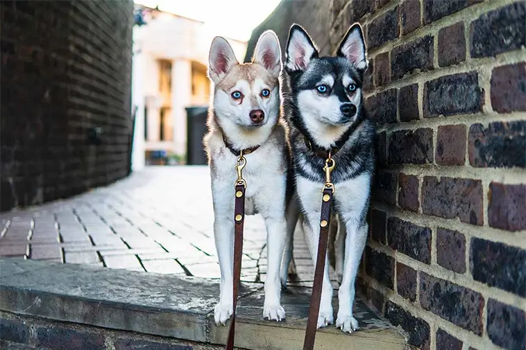 Allt om Alaskan Klee Kai: Egenskaper, ursprung, hälsa och skötsel