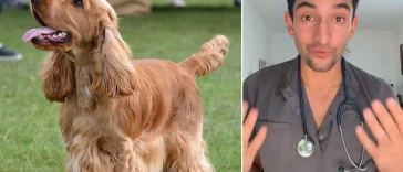 Veterinärens utspel om Cocker Spaniel delar hundägarna