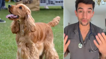 Veterinärens utspel om Cocker Spaniel delar hundägarna