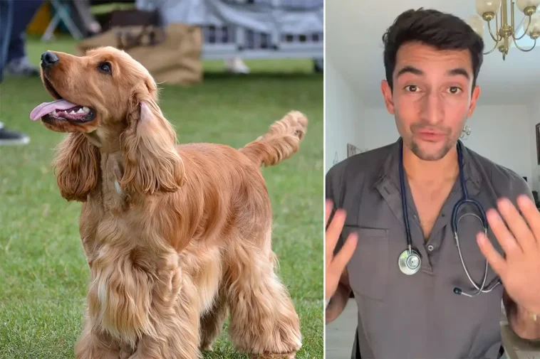 Veterinärens utspel om Cocker Spaniel delar hundägarna