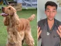 Veterinärens utspel om Cocker Spaniel delar hundägarna