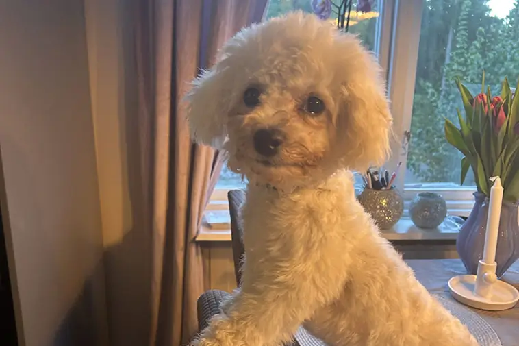 Louie