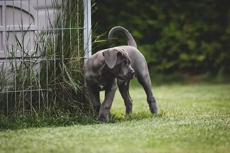 Cane Corso – italienaren som tar familjelivet på allvar
