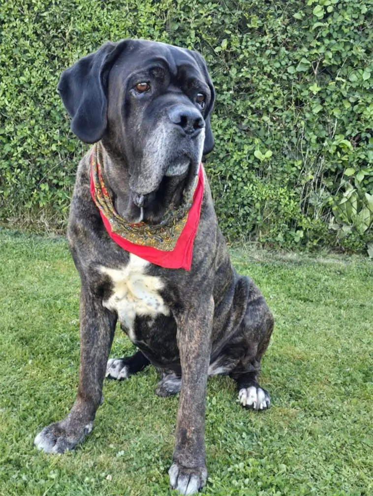 Cane Corso – italienaren som tar familjelivet på allvar
