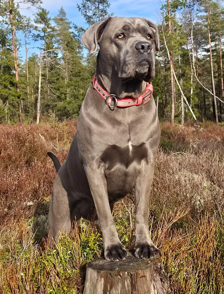 Cane Corso – italienaren som tar familjelivet på allvar