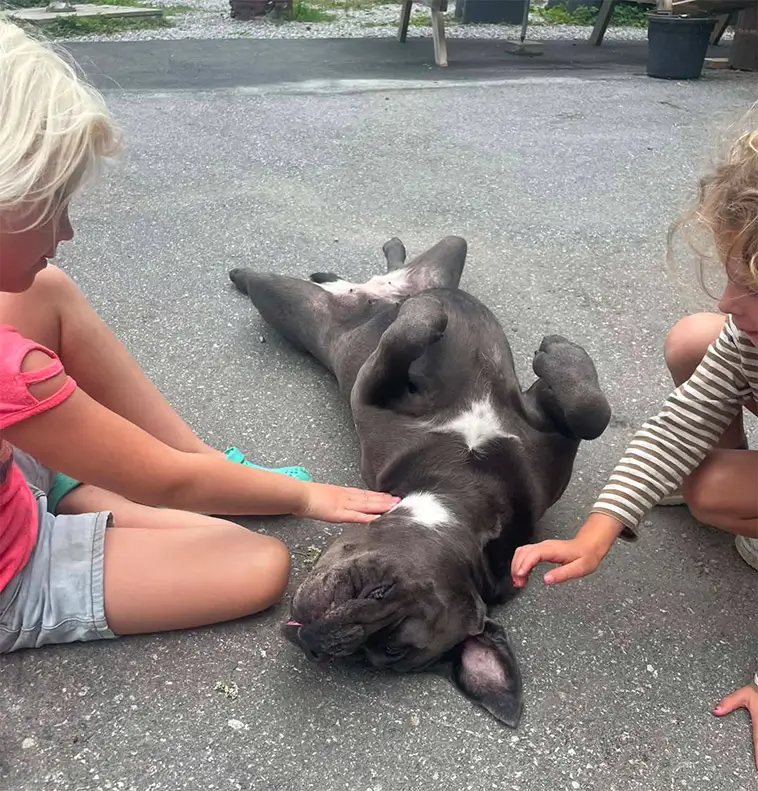 Cane Corso – italienaren som tar familjelivet på allvar