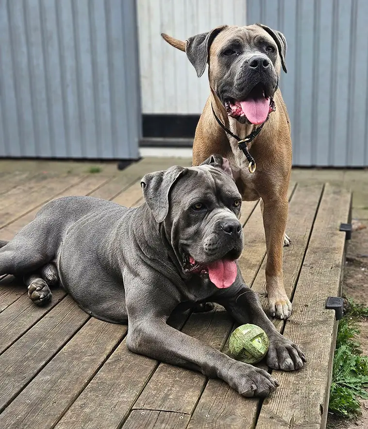 Cane Corso – italienaren som tar familjelivet på allvar