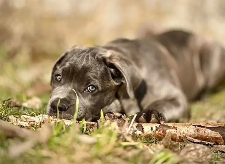 Cane Corso – italienaren som tar familjelivet på allvar