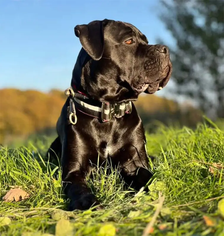 Cane Corso – italienaren som tar familjelivet på allvar
