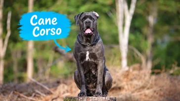Cane Corso – italienaren som tar familjelivet på allvar