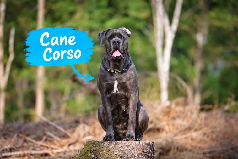 Cane Corso – italienaren som tar familjelivet på allvar