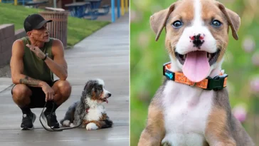 Hundtränarens fem familjefavoriter – och det är varken Labrador eller Golden Retriever