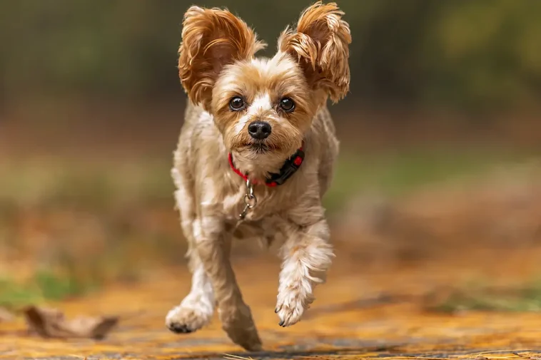 Trebenta Champ utsedd till "världens sötaste räddade hund"