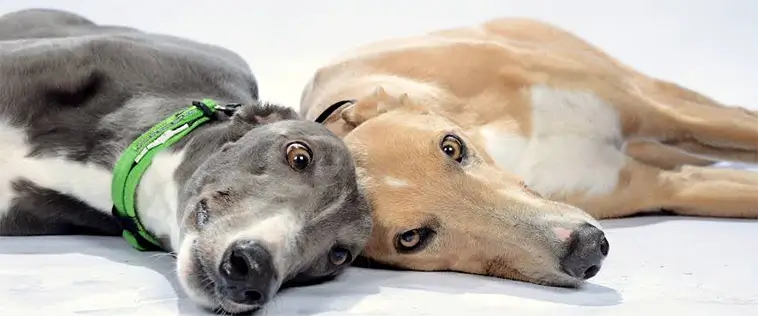 Tvåårig hund dog under Greyhound-lopp – nu krävs utredning
