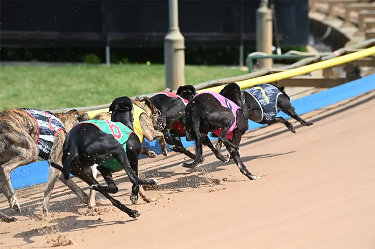 Tvåårig hund dog under Greyhound-lopp – nu krävs utredning