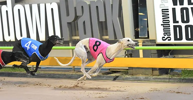 Tvåårig hund dog under Greyhound-lopp – nu krävs utredning