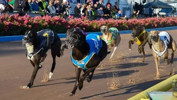 Tvåårig hund dog under Greyhound-lopp – nu krävs utredning