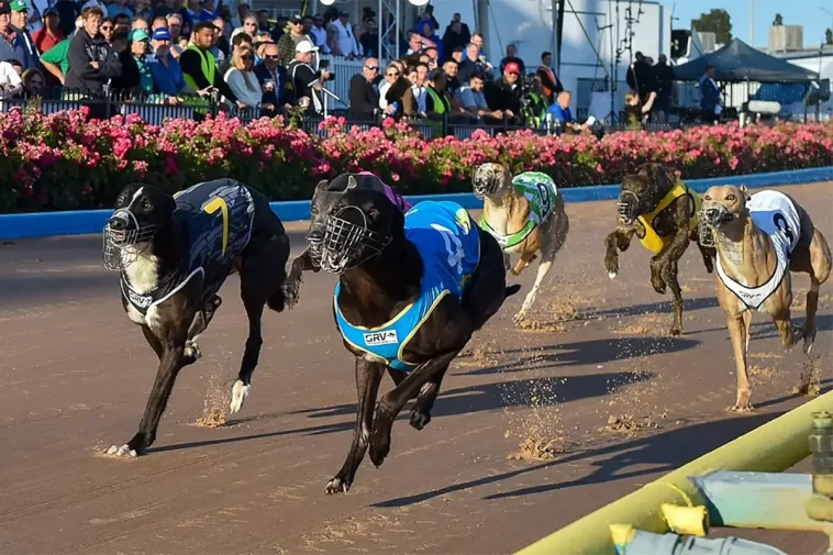 Tvåårig hund dog under Greyhound-lopp – nu krävs utredning