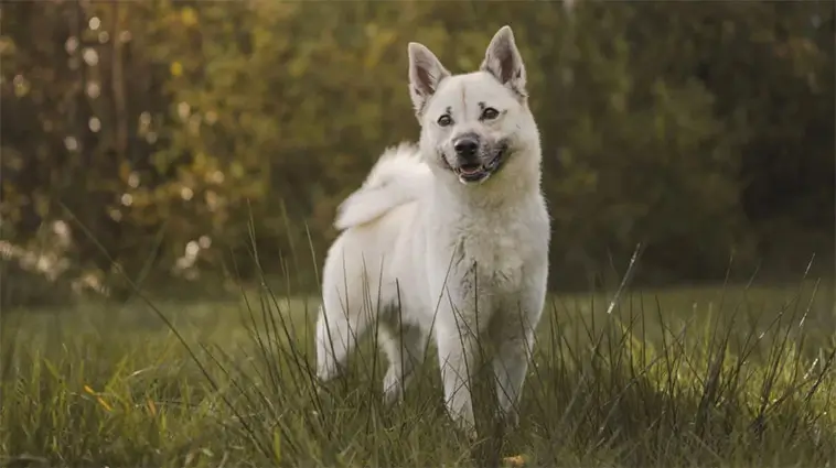 Rekord hos Hundstallet – fler hundar kommer i dåligt skick