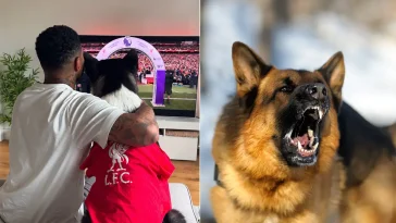 Jermaine Pennant svårt hundbiten – räddades av sin egen hund