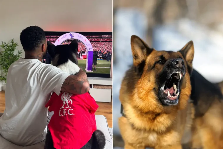 Jermaine Pennant svårt hundbiten – räddades av sin egen hund