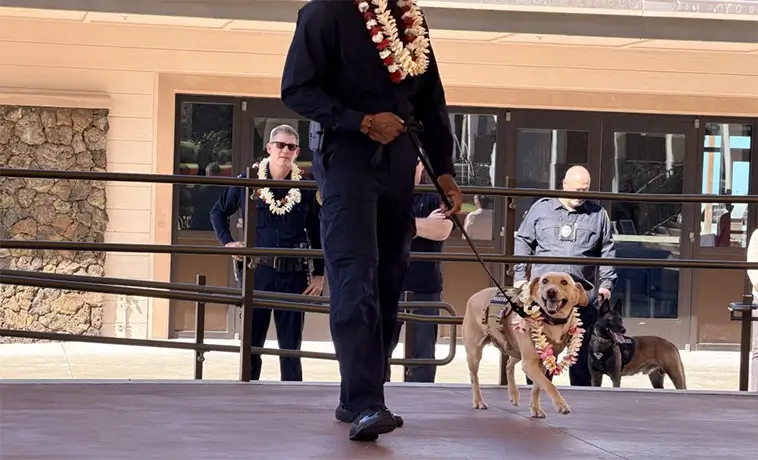 Svenska Labradoren Trina hittade försvunnen man på Hawaii